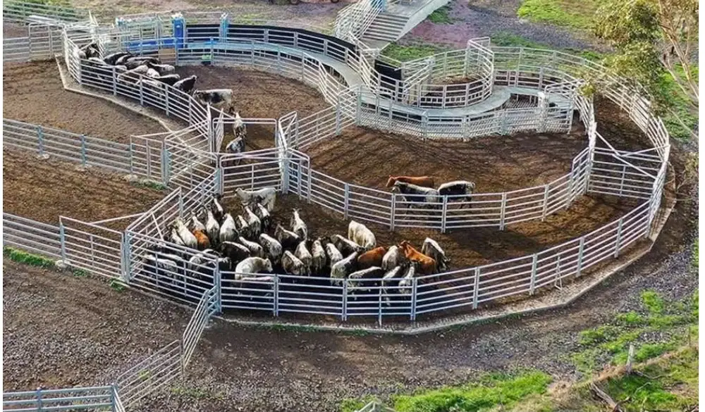 Complete Cattle Yard System Curved Race Design | Turnkey Cattle Handling Yard Supply